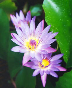 Water Lillies